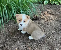 Larry, a male Pembroke Welsh Corgi for sale in Millersburg, PA – 3 of 3