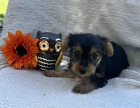 Windy, a female Yorkshire Terrier for sale in Millersburg, PA – 2 of 3