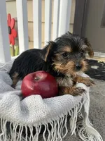 Mason, a male Yorkshire Terrier for sale in Millersburg, PA – 2 of 3