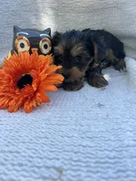 Willy, a male Yorkshire Terrier for sale in Millersburg, PA – 3 of 3