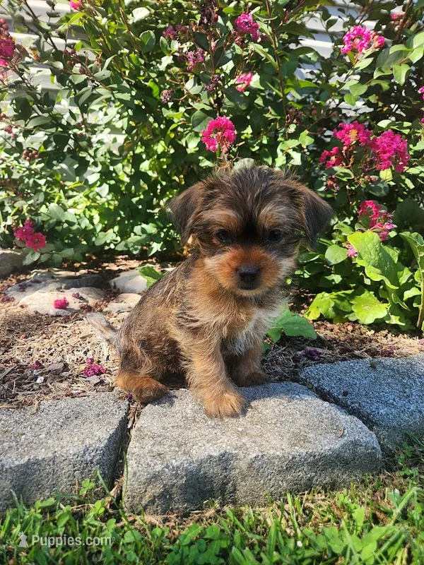 Theo – Shorkie puppy for sale in Millersburg, PA