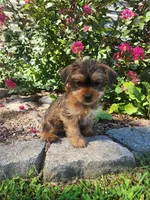 Theo, a male Shorkie for sale in Millersburg, PA – 1 of 5