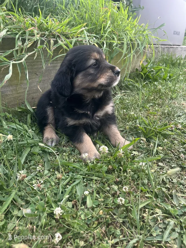 Lee – Australian Shepherd, Golden Retriever puppy for sale in Millersburg, PA