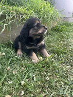 Lee, a male Australian Shepherd and Golden Retriever for sale in Millersburg, PA – 1 of 3