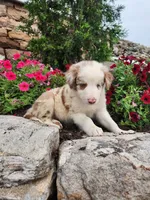 Jerry, a male Border Collie for sale in Millersburg, PA – 4 of 4