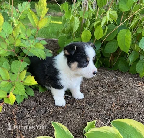 Owen – Pembroke Welsh Corgi puppy for sale in Millersburg, PA