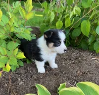 Owen, a male Pembroke Welsh Corgi for sale in Millersburg, PA – 1 of 3
