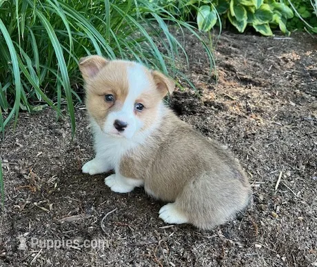 Larry – Pembroke Welsh Corgi puppy for sale in Millersburg, PA