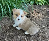 Larry, a male Pembroke Welsh Corgi for sale in Millersburg, PA – 1 of 3