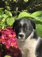 Reilly, a female Australian Shepherd and Border Collie for sale in Millersburg, PA – 2 of 3