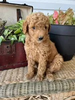 Scamper, a male Miniature Goldendoodle for sale in Millersburg, PA – 2 of 3