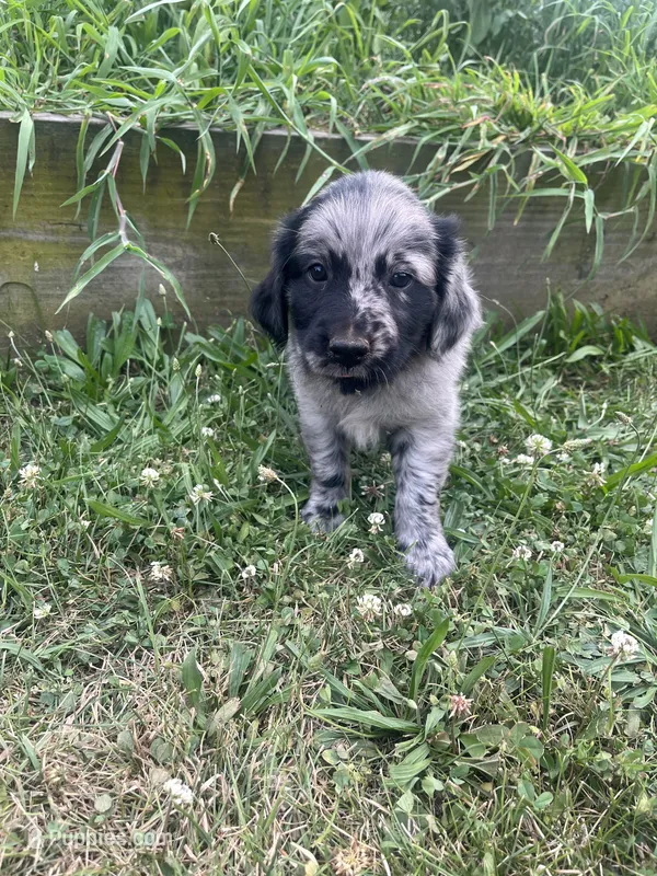 Laura – Australian Shepherd, Golden Retriever puppy for sale in Millersburg, PA