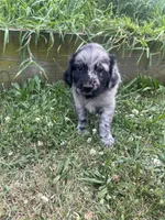 Laura, a female Australian Shepherd and Golden Retriever for sale in Millersburg, PA – 1 of 4