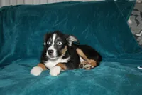 Jingles, a male Miniature Australian Shepherd for sale in Millersburg, PA – 3 of 7