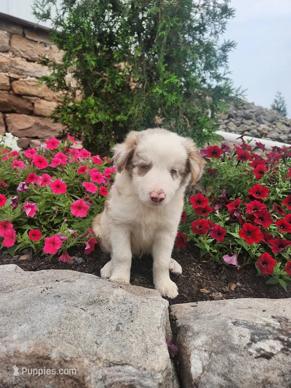 Jerry – Border Collie puppy for sale in Millersburg, PA