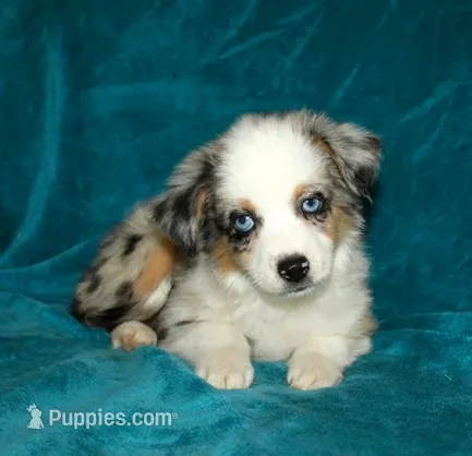 Pansy – Miniature Australian Shepherd puppy for sale in Millersburg, PA