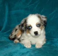 Pansy, a female Miniature Australian Shepherd for sale in Millersburg, PA – 1 of 4