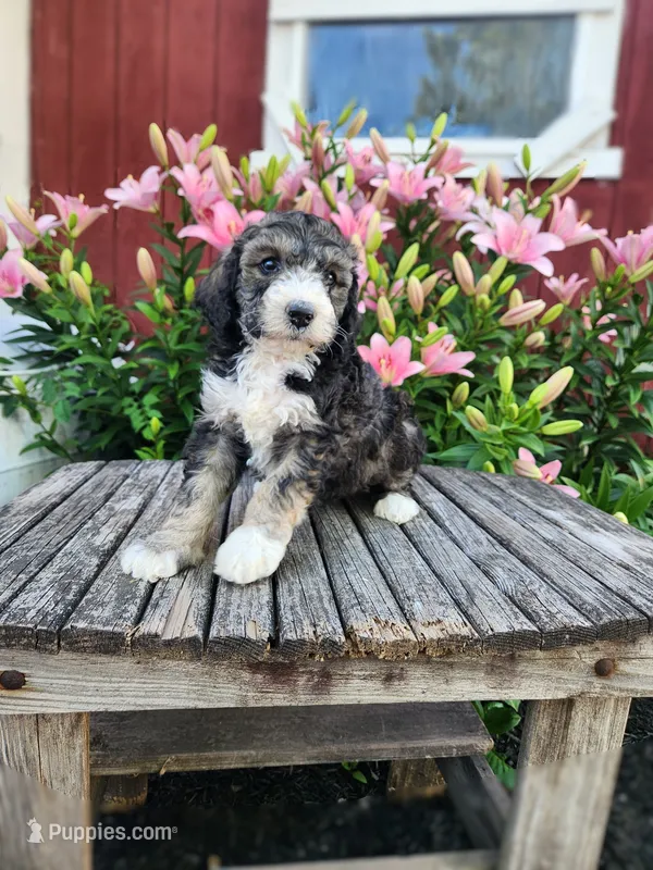 Chloe – Bernedoodle puppy for sale in Millersburg, PA