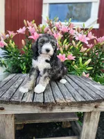 Chloe, a female Bernedoodle for sale in Millersburg, PA – 1 of 3