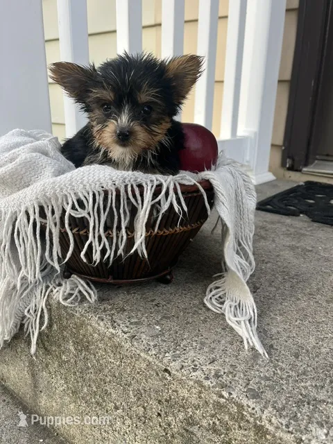Mark – Yorkshire Terrier puppy for sale in Millersburg, PA