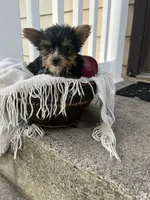 Mark, a male Yorkshire Terrier for sale in Millersburg, PA – 1 of 3