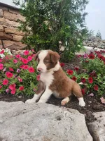 Jayce, a male Border Collie for sale in Millersburg, PA – 4 of 4