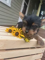 Alice, a female Yorkshire Terrier for sale in Millersburg, PA – 3 of 4