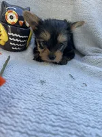 Wayne, a male Yorkshire Terrier for sale in Millersburg, PA – 2 of 3