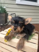 Alice, a female Yorkshire Terrier for sale in Millersburg, PA – 4 of 4