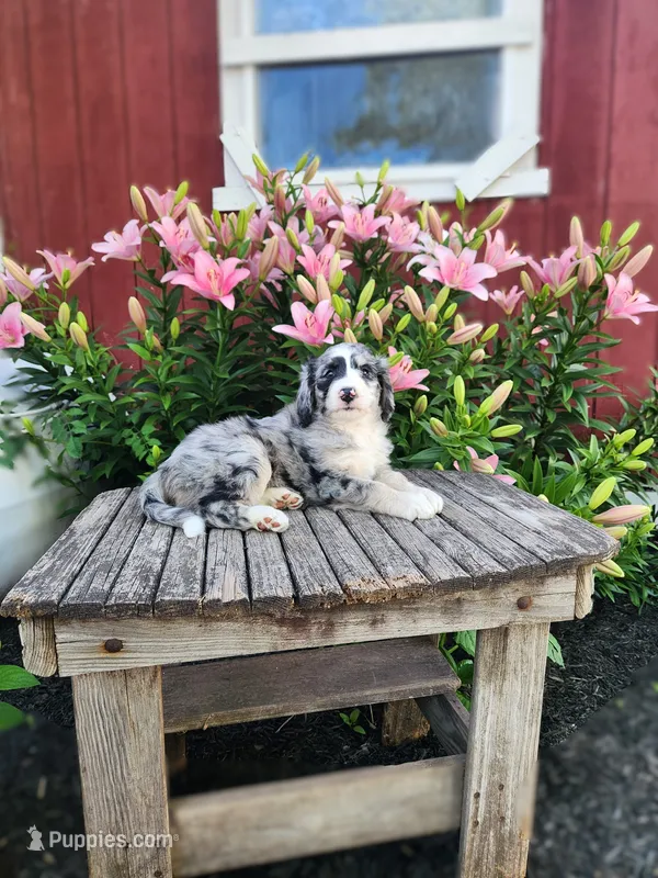 Cammy – Bernedoodle puppy for sale in Millersburg, PA