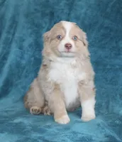 Sunny, a female Miniature Australian Shepherd for sale in Millersburg, PA – Photo 2 of 3