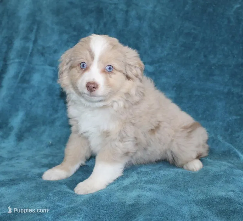 Sunny – Miniature Australian Shepherd puppy for sale in Millersburg, PA