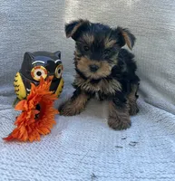 Willow, a female Yorkshire Terrier for sale in Millersburg, PA – 3 of 3