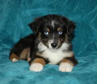Shadow, a male Miniature Australian Shepherd for sale in Millersburg, PA – 2 of 4