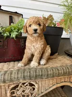 Skyla, a female Miniature Goldendoodle for sale in Millersburg, PA – 2 of 3