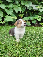 Austin, a male Pembroke Welsh Corgi for sale in Millersburg, PA – 4 of 4