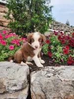 Jeffrey, a male Border Collie for sale in Millersburg, PA – 3 of 4