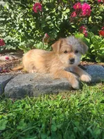 Tina, a female Shorkie for sale in Millersburg, PA – 3 of 5