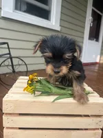 Axel, a male Yorkshire Terrier for sale in Millersburg, PA – 3 of 3