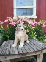 Chrissy, a female Bernedoodle for sale in Millersburg, PA – 2 of 3
