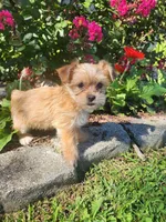Tom, a male Shorkie for sale in Millersburg, PA – 3 of 5