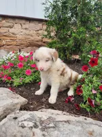 Jordan, a male Border Collie for sale in Millersburg, PA – 3 of 4