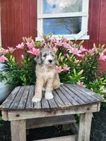 Champ, a male Bernedoodle for sale in Millersburg, PA – 1 of 3