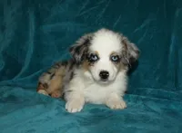 Pansy, a female Miniature Australian Shepherd for sale in Millersburg, PA – 4 of 4