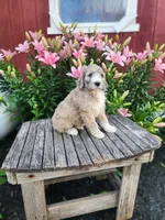 Champ, a male Bernedoodle for sale in Millersburg, PA – 2 of 3