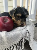 Moses, a male Yorkshire Terrier for sale in Millersburg, PA – 3 of 3