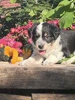 Ricky, a male Australian Shepherd and Border Collie for sale in Millersburg, PA – 3 of 3