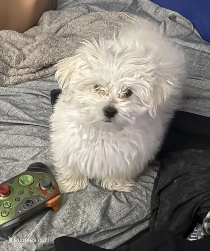 Ghost – Maltese puppy for sale in Hoboken, NJ