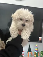 Ghost, a male Maltese for sale in Hoboken, NJ – Photo 3 of 5