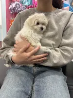 Ghost, a male Maltese for sale in Hoboken, NJ – Photo 5 of 5